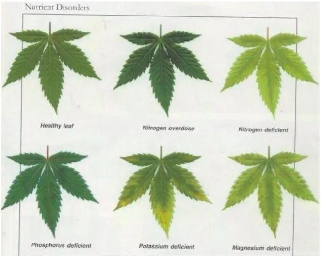 Таблица листьев марихуаны. Симптомы болезни конопли по листьям. Листья марихуаны болезни. Болезни канабиса по листьям.