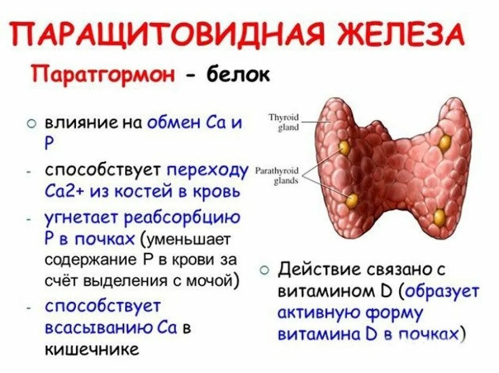 Паращитовидные железы гормоны. Функции паратгормона паращитовидной железы. Паращитовидные железы строение функции гормоны. Паратгормон физиологическая роль в организме. Паращитовидная железа строение и функции.