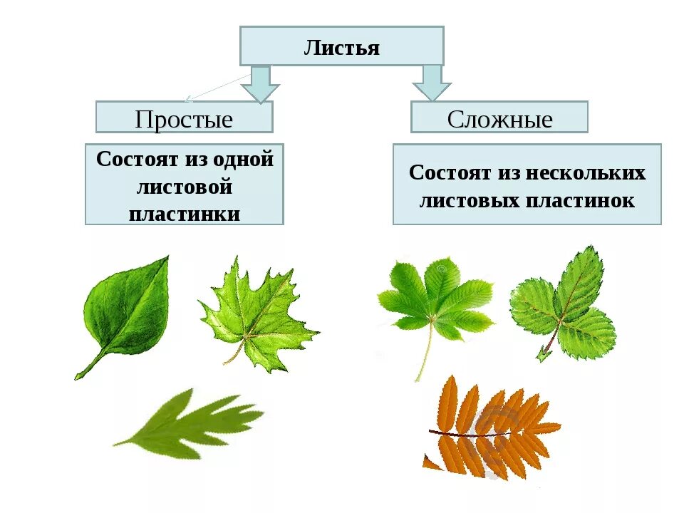 Простой и сложный лист различия. Простые и сложные листья. Простые и сложные листья отличия. Сложные листья схема. Какой лист называют сложным