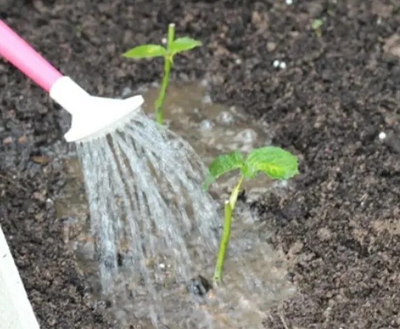 Проращивание черенков роз. Укоренение черенков роз. Черенок розы кордана. Черенки инжира. Каллус на черенке розы.