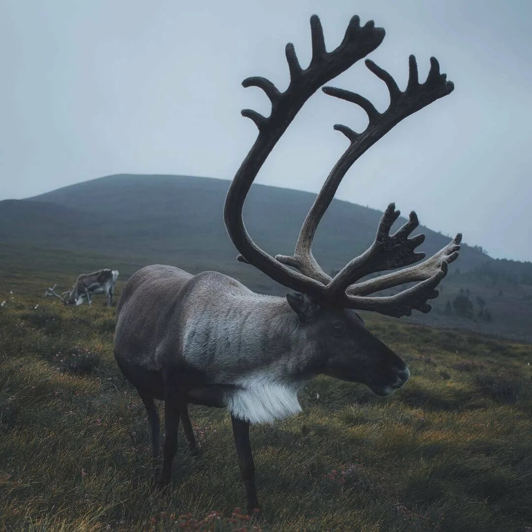 Дикий северный олень таймыр. Европейский благородный олень. Зденек буриан. Самого большого оленя. Самые большие оленьи рога в мире.