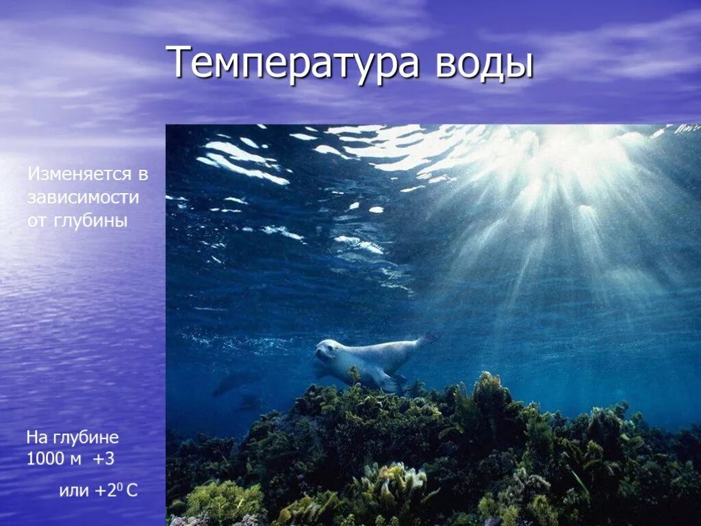 Видеоурок жизнь в океане география 6 класс. Мировой океан это в географии. мировой океан презентация. опасности океана 6 класс. опасности океана география 6 класс.