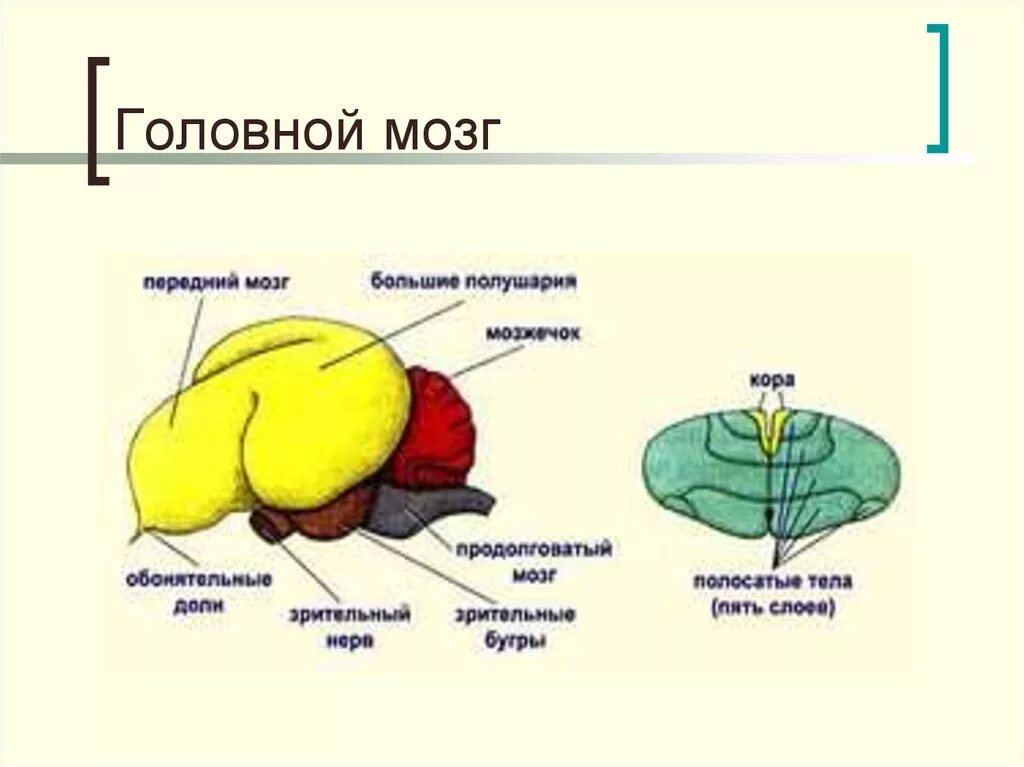 Головной мозг птиц. Отделы головного мозга у птиц. Строение мозга птиц. Функции отделов мозга у птиц. Передний мозг у птиц функции