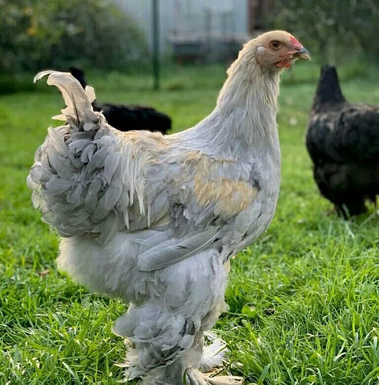 брама куропатчатая голубоокаймленная. куры породы брама описание отзывы. куры породы брама описание отзывы. брама куропатчатая колумбийская. брама куропатчатая колумбийская.