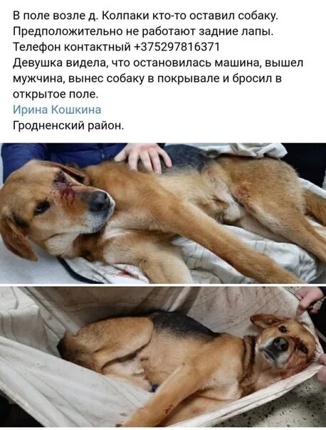 Мне оставили собаку. Когда хозяева оставили дом домработнице. Мне оставили собаку. Собака на заправке. Мне оставили собаку.