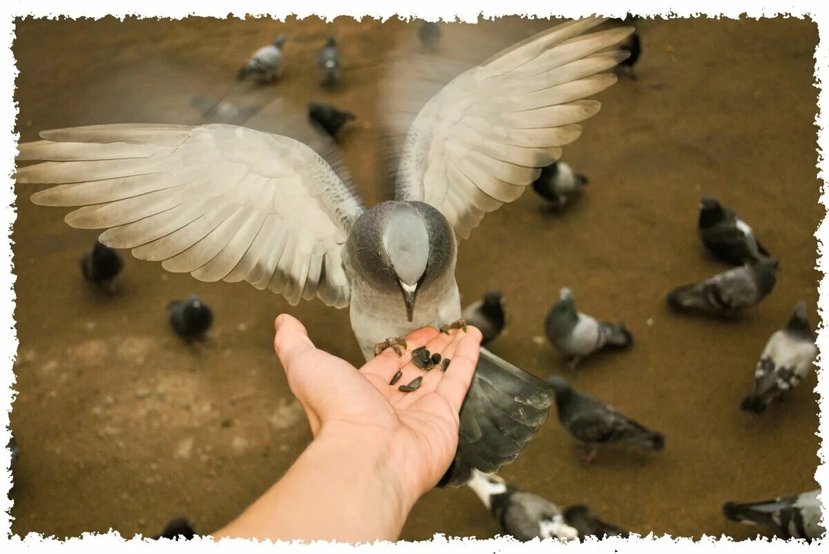 Голубь клюет. Чем можно кормить голубей. Сон кормить голубей хлебом. Сон кормить голубей хлебом. Голуби кушают хлеб.