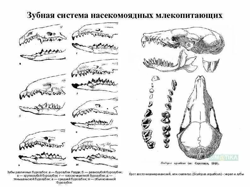 Отряд Насекомоядные зубная формула. Зубная система млекопитающих анатомия. Череп насекомоядных зубная формула. Строение зубов млекопитающих биология 7 класс. Особенности строения зубной системы парнокопытных