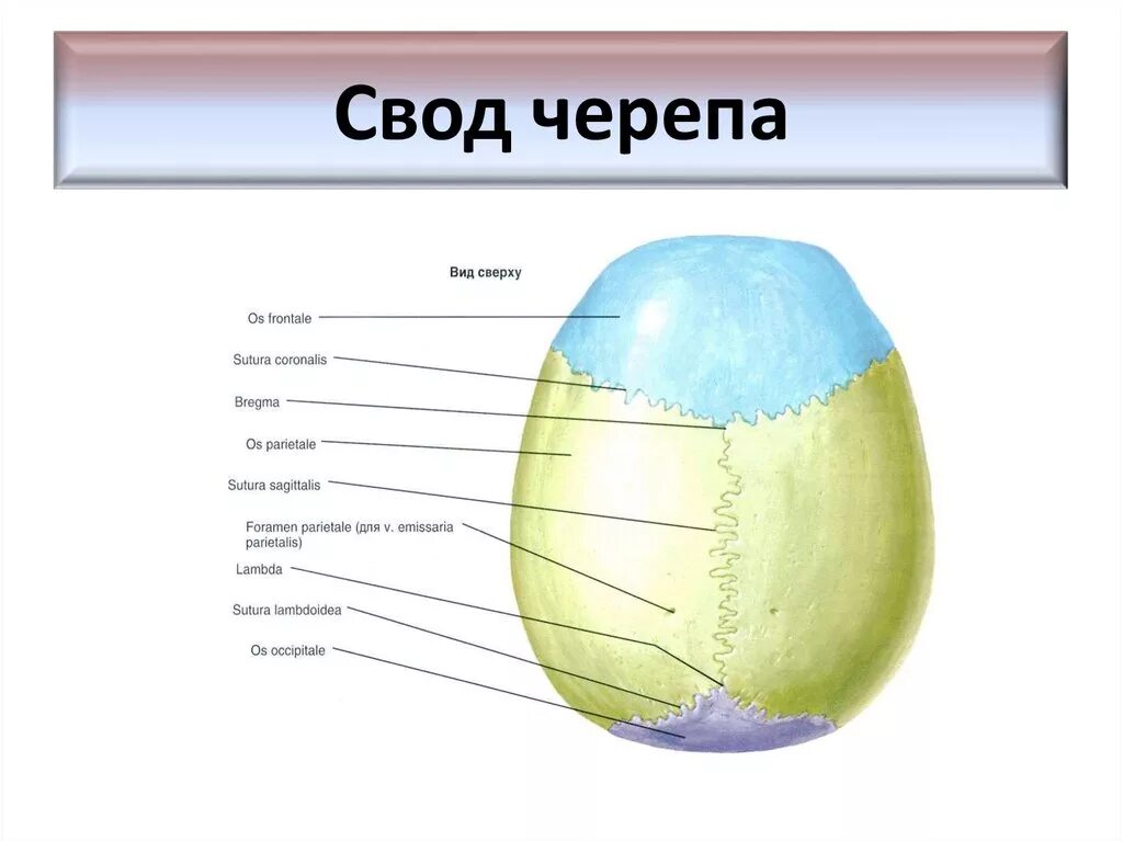 Строение свода черепа швы. Строение свода черепа изнутри. Кости, образующие свод черепа (крыша). Кости, образующие свод мозгового черепа. Слои свода