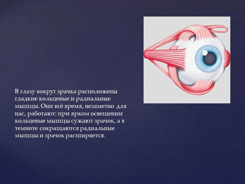 Вид мышечной ткани сужающий зрачок. Кольцевые и радиальные мышцы глаза. Круговая мышца, суживающая зрачок. Круговая и радиальная мышца глаза. Мышца сжимающая зрачок.