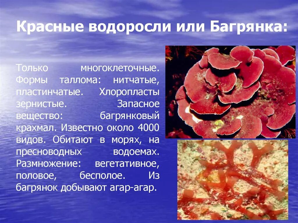 Запасное вещество красных водорослей. Хлоропласты красных водорослей. Пигменты и запасные вещества красных водорослей.. Отдел красные водоросли запасное вещество.