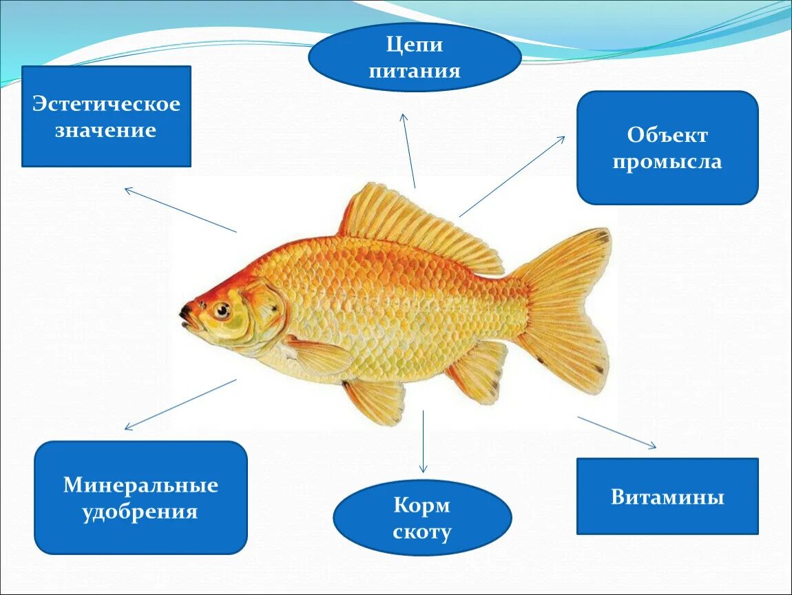 Рыбы (биология). Значение промысловых рыб. Роль рыб в жизни человека. Схема значение рыб. Значение рыб в природе сообщение