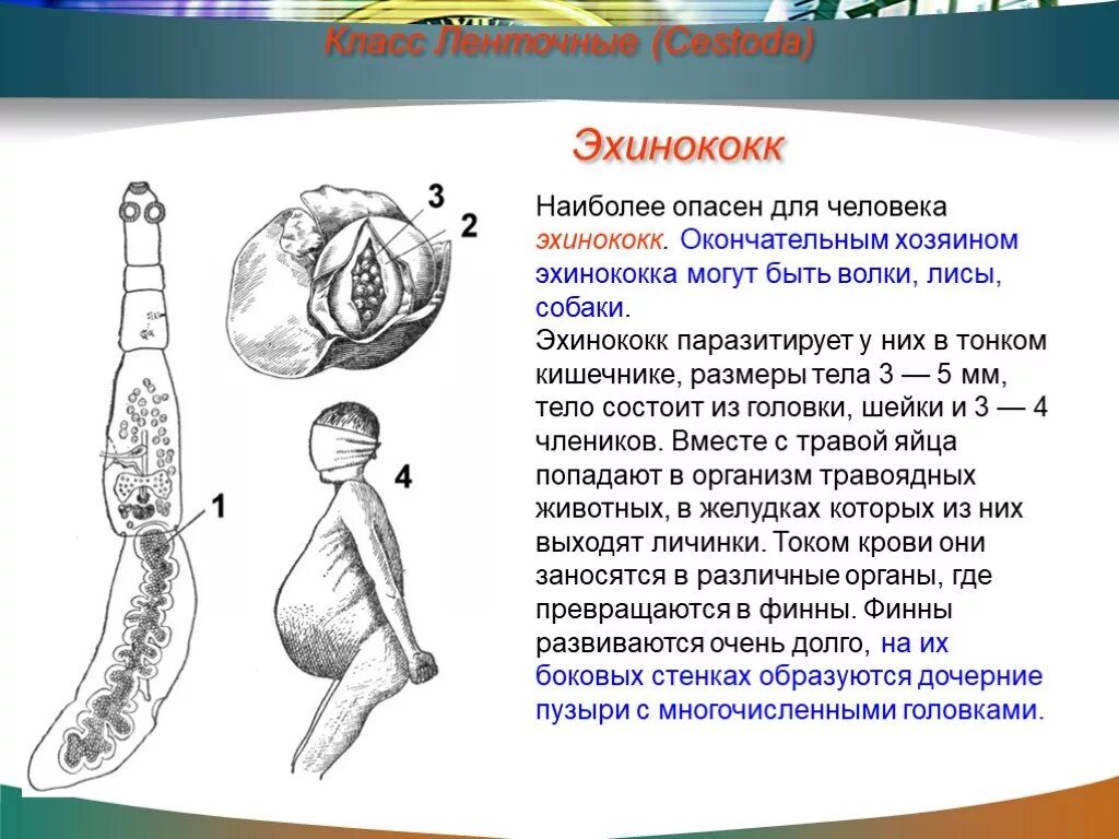 Эхинококк промежуточный хозяин. Строение ленточной формы эхинококка. Эхинококк строение тела.