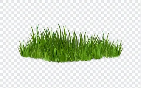 Grass like
