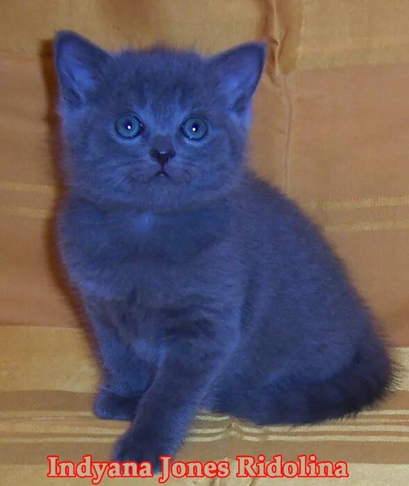 котенок синего цвета. темно синяя кошка. котёнок в синем цвете. "русская голубая". котенок синего цвета.