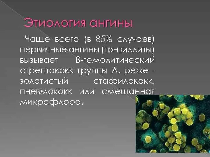 Тонзиллит вызывают бактерии