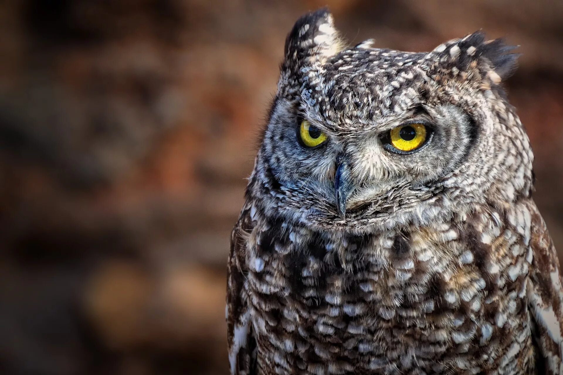 Сова сайт прямой. Филин Бубо-Бубо. Филин Bubo Bubo. Филин Bubo Bubo Linnaeus, 1758. Полярная ушастая Сова.