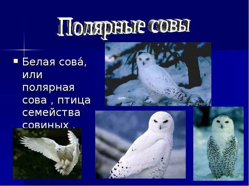 Полярная сова текст 5 класс. Информация о белой сове. сведения о полярной сове. белая сова презентация. доклад про белую сову.