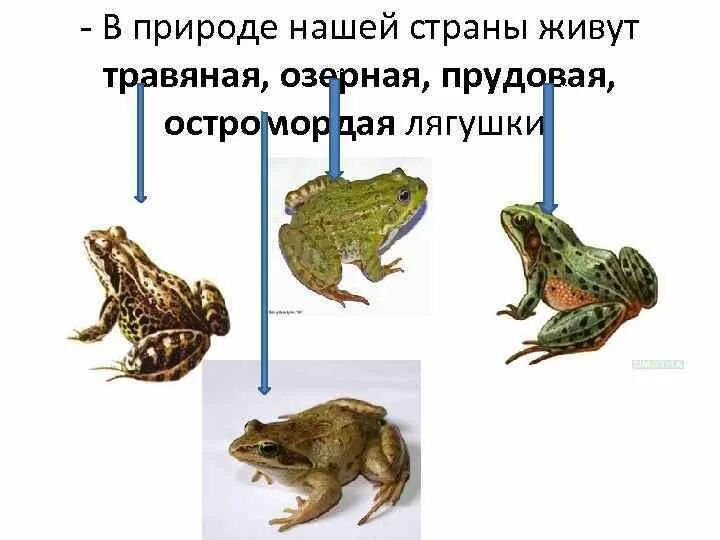 Остромордая и травяная лягушка отличия. Озерная и Прудовая лягушки отличия. Озерная Прудовая травяная остромордая лягушка. Лягушка Прудовая классификация.