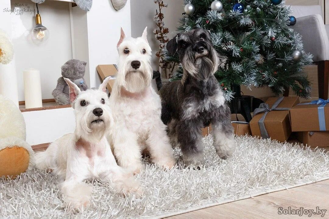 минск питомник. питомник солар. покупки для шпица. питомник солар. презентация помета шпицев.