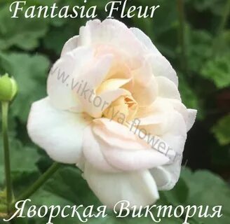 Пеларгония фантазия флер