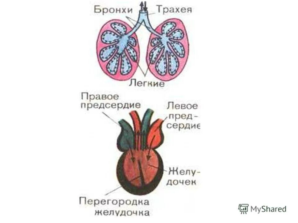 Пресмыкающиеся ячеистые легкие. Лёгкие рептилий. Строение легких рептилий. Ячеистые легкие у рептилий. Легкие млекопитающих и пресмыкающихся