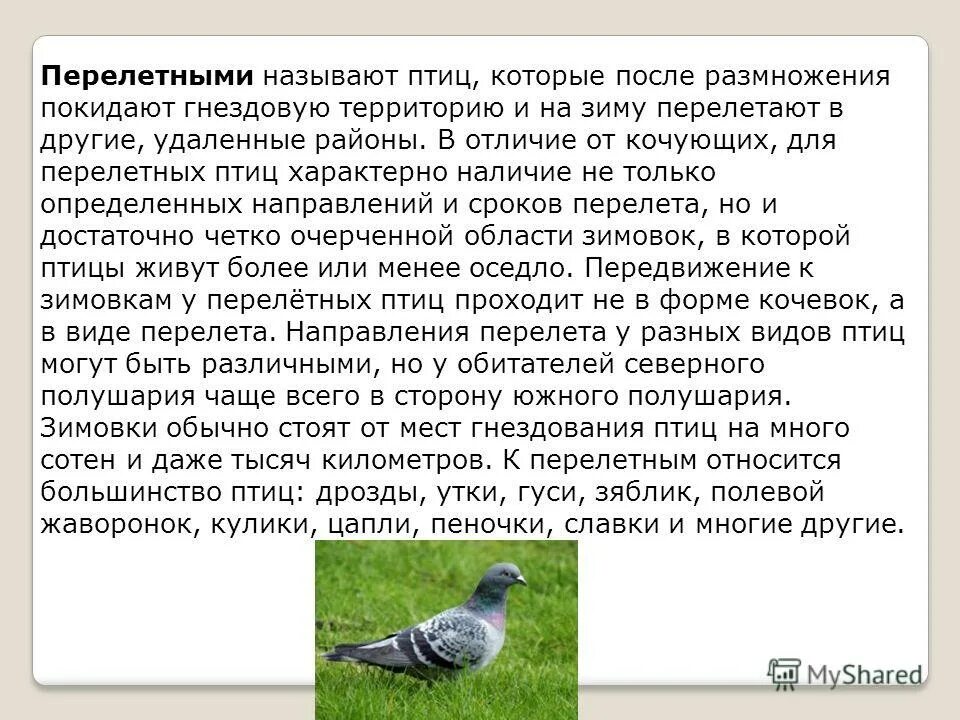 фабрициева сумка у птиц. водоплавающие птицы отряд гусеобразные. характерные признаки птиц. для большинства птиц характерен. забота о потомстве у птиц.