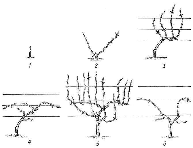 Формирование винограда весной. Обрезка винограда схема. Обрезка винограда осенью. Можно ли обрезать виноград в апреле