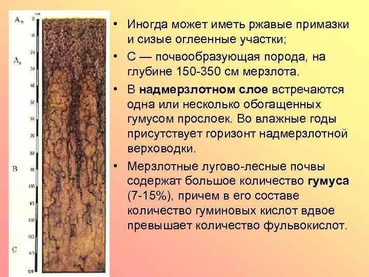Разрез светлый. Разрез светлый