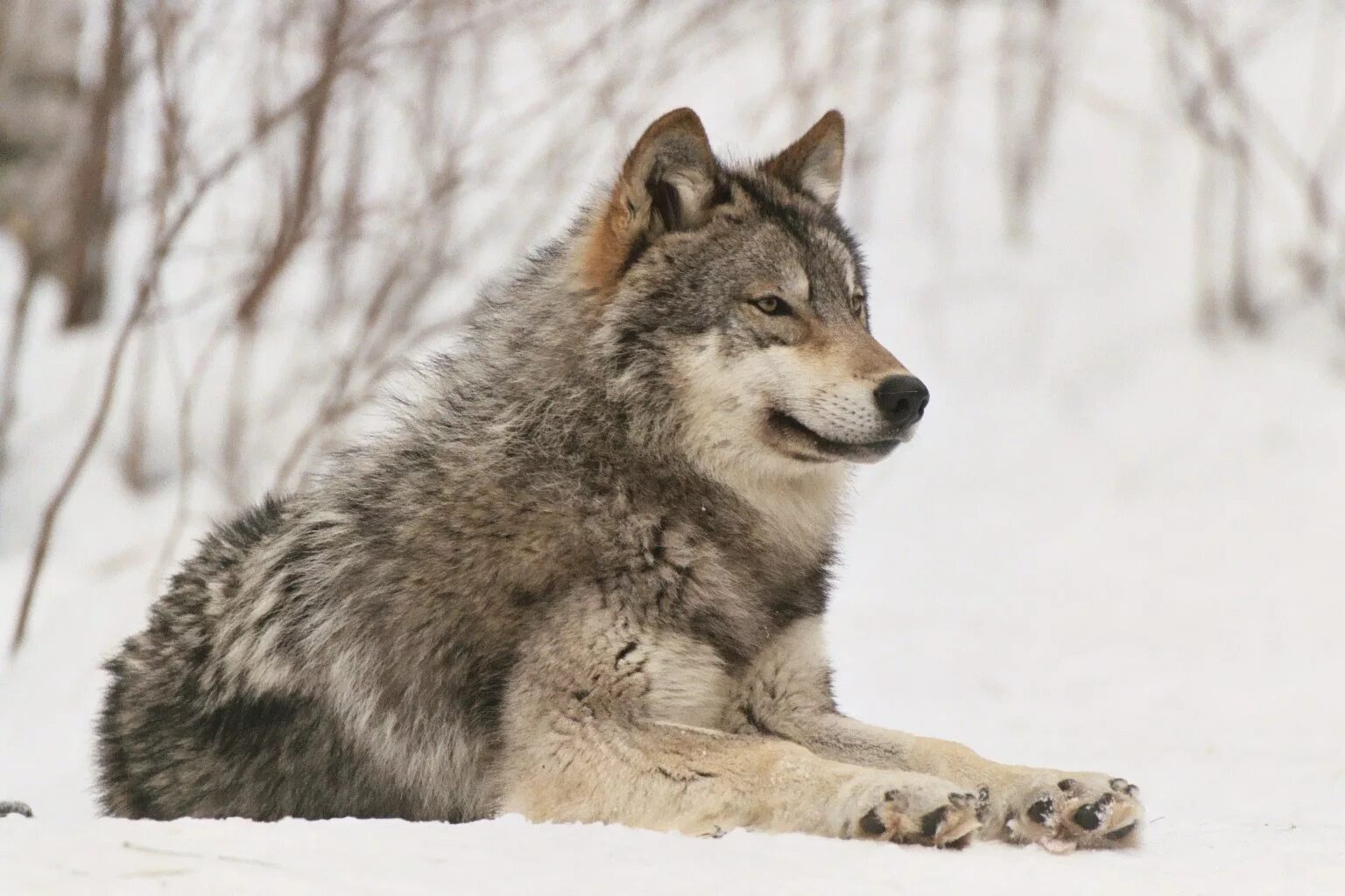 Серый волк чем питаются. Сибирский Тундровый волк. Волк canis Lupus. Волк серый обыкновенный. Сибирский Лесной волк.