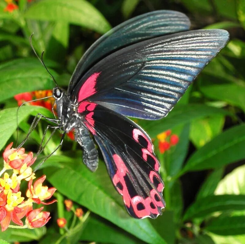 Название самых красивых бабочек. Редкие бабочки. Красивые большие бабочки.