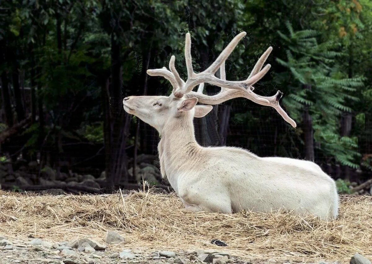олень альбинос эстетика. северный олень альбинос. белый марал. белый марал. северный олень альбинос.