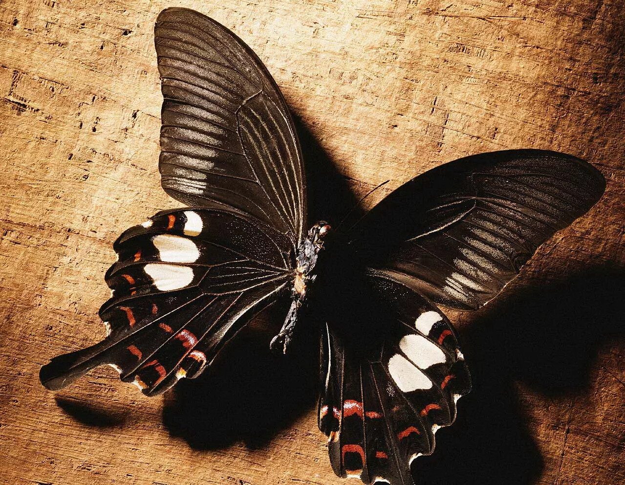 Сохранение темных бабочек в результате. Бабочка черная. Красивая черная бабочка. Бабочка черного цвета. Тёмно коричневая бабочка.