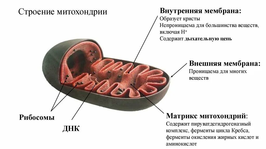 Строение внутренней мембраны митохондрии. Строение внешней мембраны митохондрий. Строение мембраны митохондрии. Строение внутренней мембраны митохондрий. Строение внешней и внутренней мембраны митохондрий.