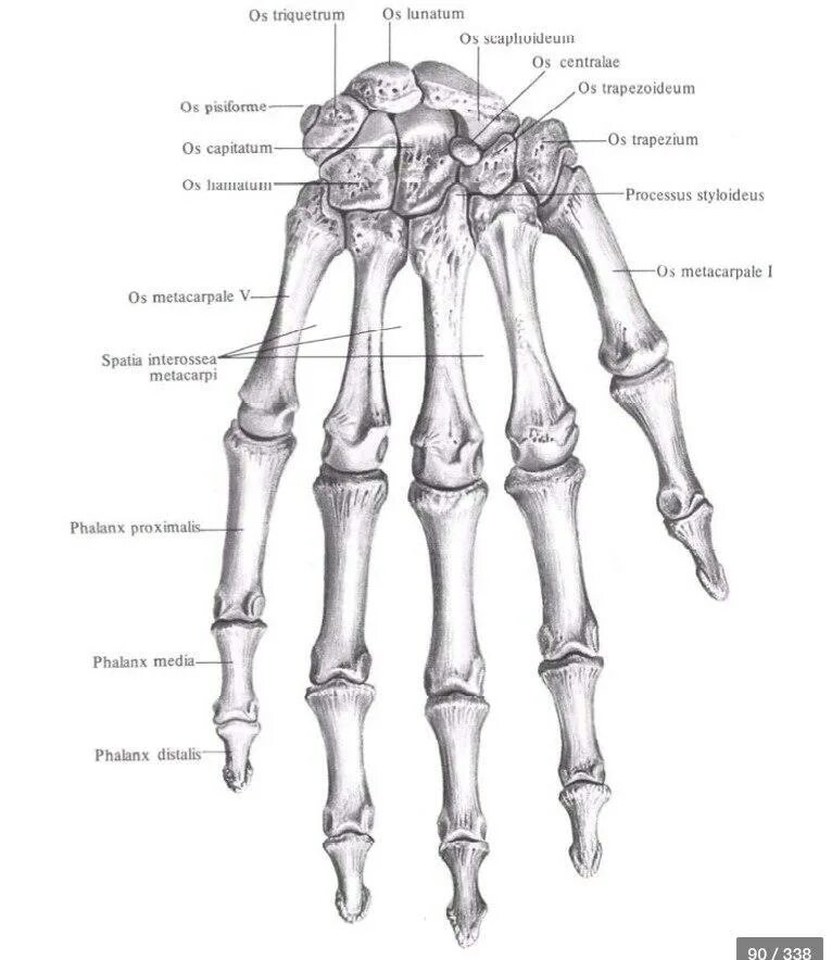 Строение костей кисти. Кости запястья тыльная поверхность. Кости кисти тыльная поверхность Синельников. Кости кисти руки человека анатомия. Поверхность запястья