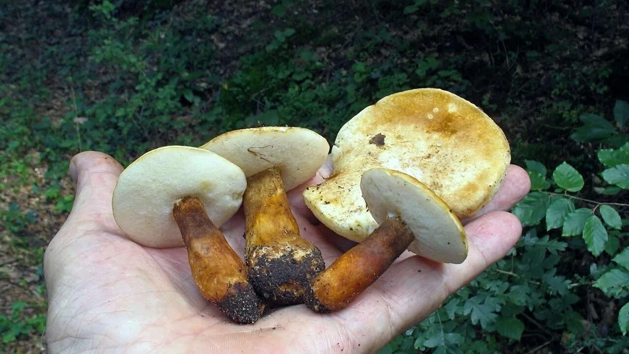 Трубчатый гриб 7. Gyroporus castaneus. Гриб Гиропорус песчаный. Гиропор каштановый. Гиропорус каштановый.