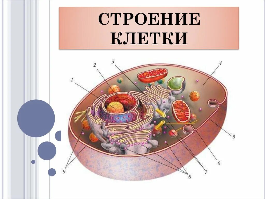 Строение клетки. Схема строения клетки. Строение органоидов клетки. Строеине гллотки.