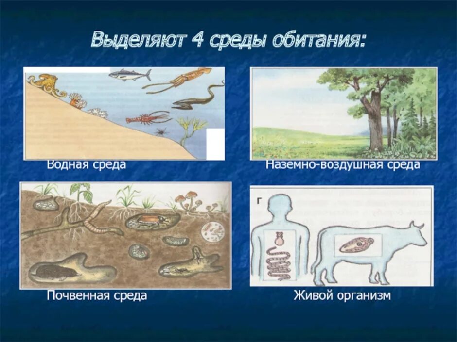 Воздушная среда обитания. Водная и наземно воздушная среда обитания. Воздушно-наземная среда обитания. Среда обитания водная наземновоздешная. Среда обитания вода 5 класс биология