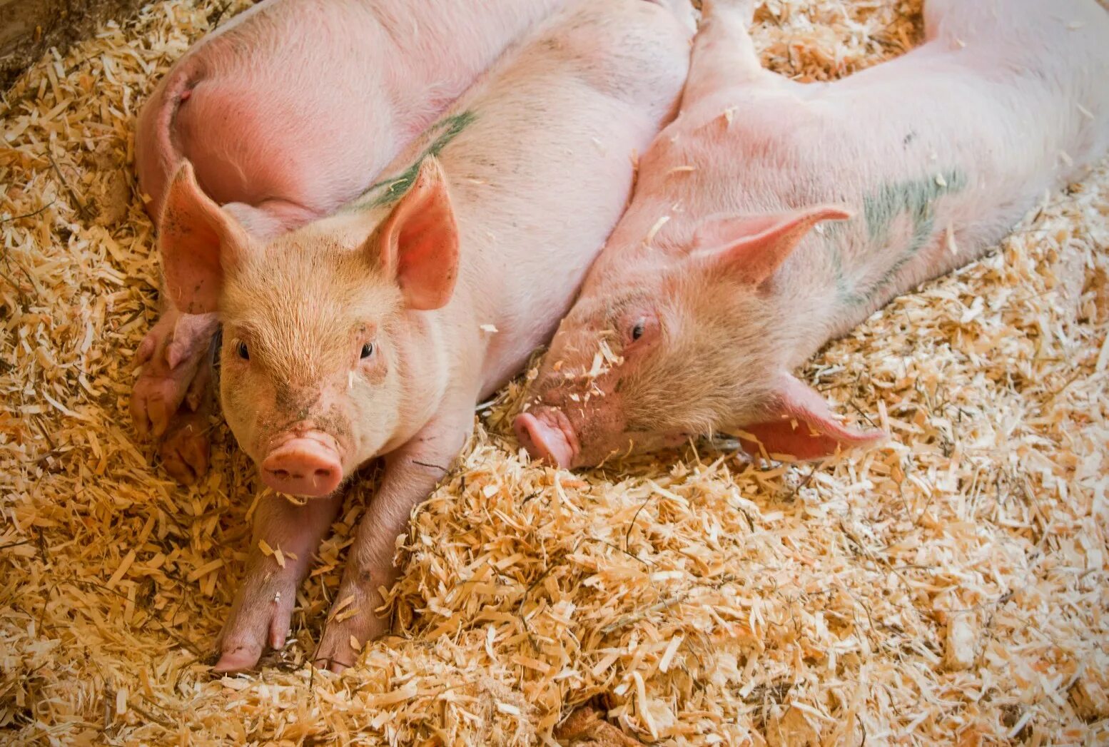Свиньи на ферме. Африканская чума свиней. Домашняя ферма свиней. Фото поросят домашних. Степная свинья