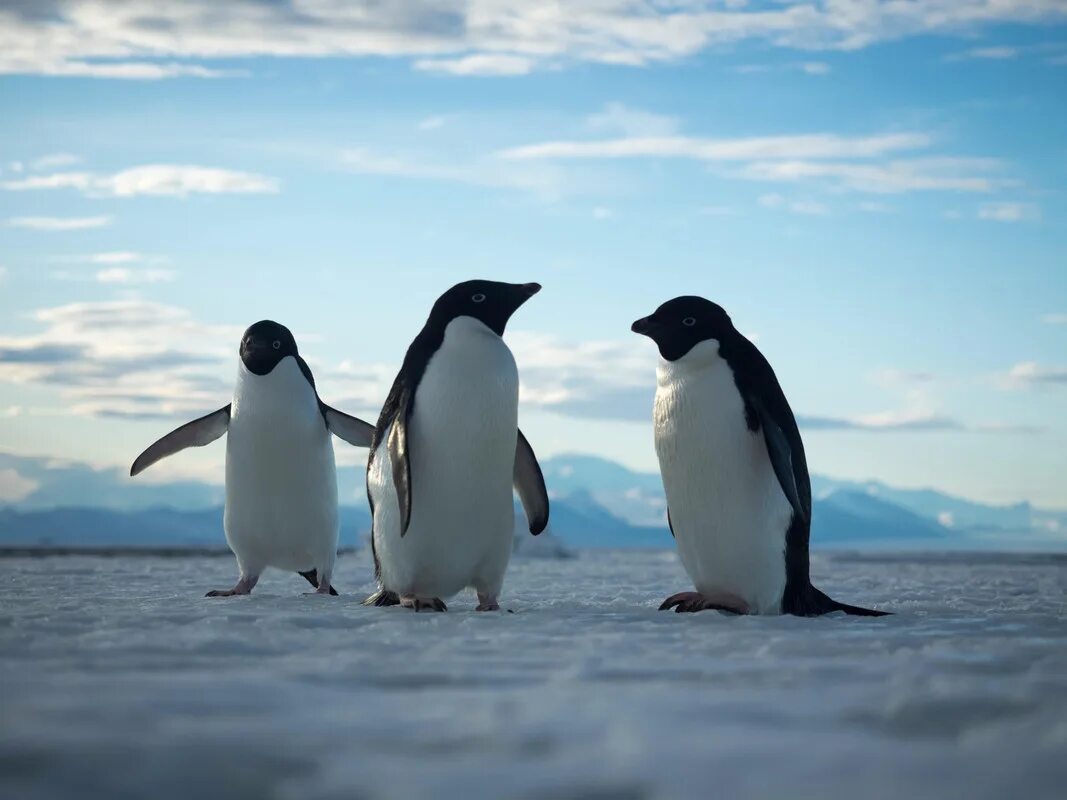 пингвины адели фото в антарктиде. северный ледовитый океан пингвины. животные антарктиды и антарктики. животные арктики и антарктиды.