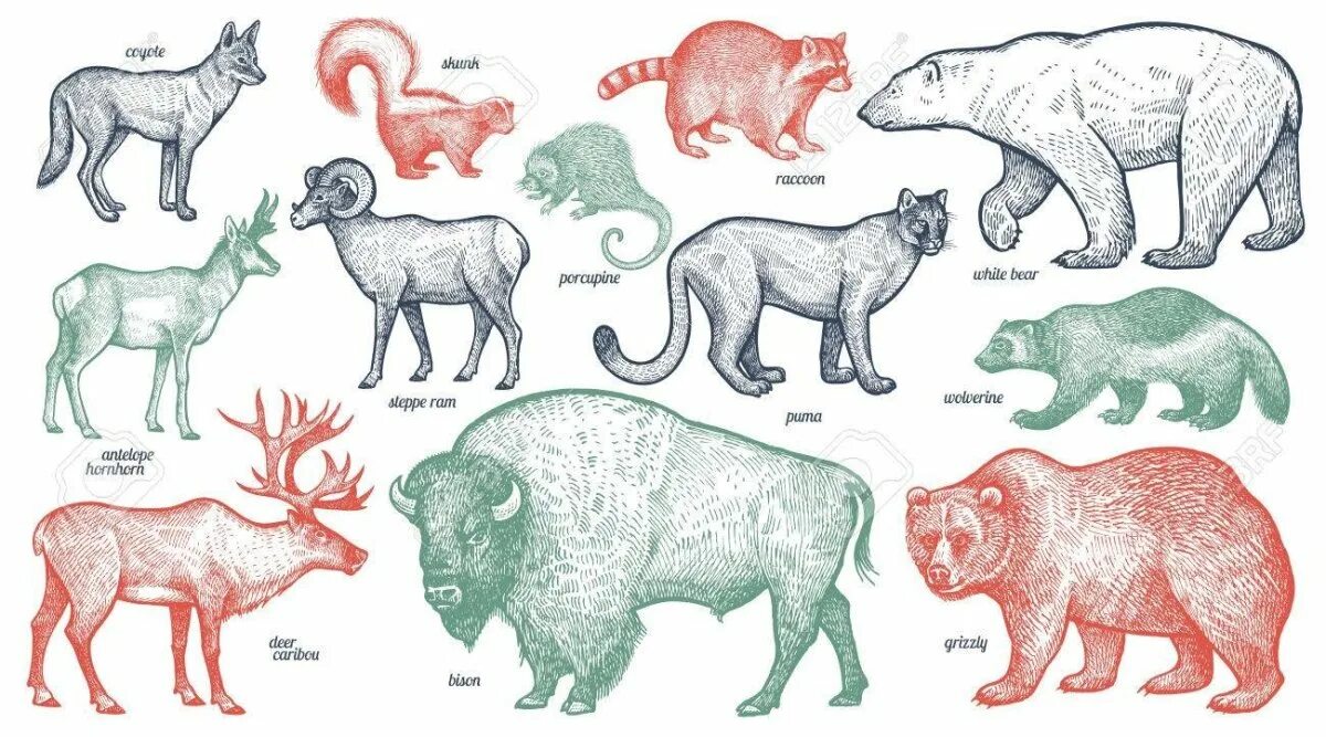 Какие животные встречаются в северной америке. Животные Северной Америки. Рисунки животных Северной Америки. Обитатели Северной Америки животные. Животные Северной Америки плакат.