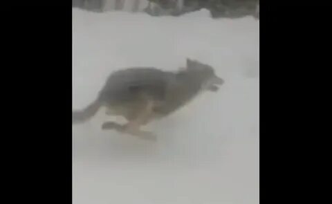Н киров волк