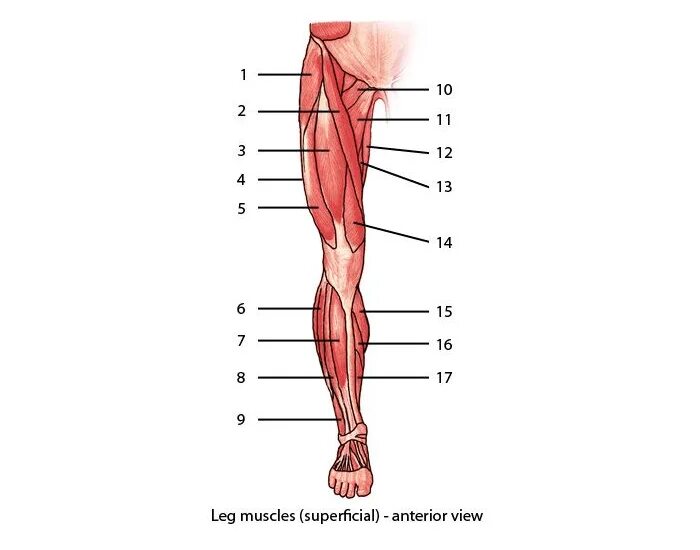Нижняя конечность ноги. Мышцы нижней конечности рисунок с подписями. Мышцы нижних конечностей человека анатомия. Название мышц нижних конечностей. Мышцы нижней конечности анатомия.