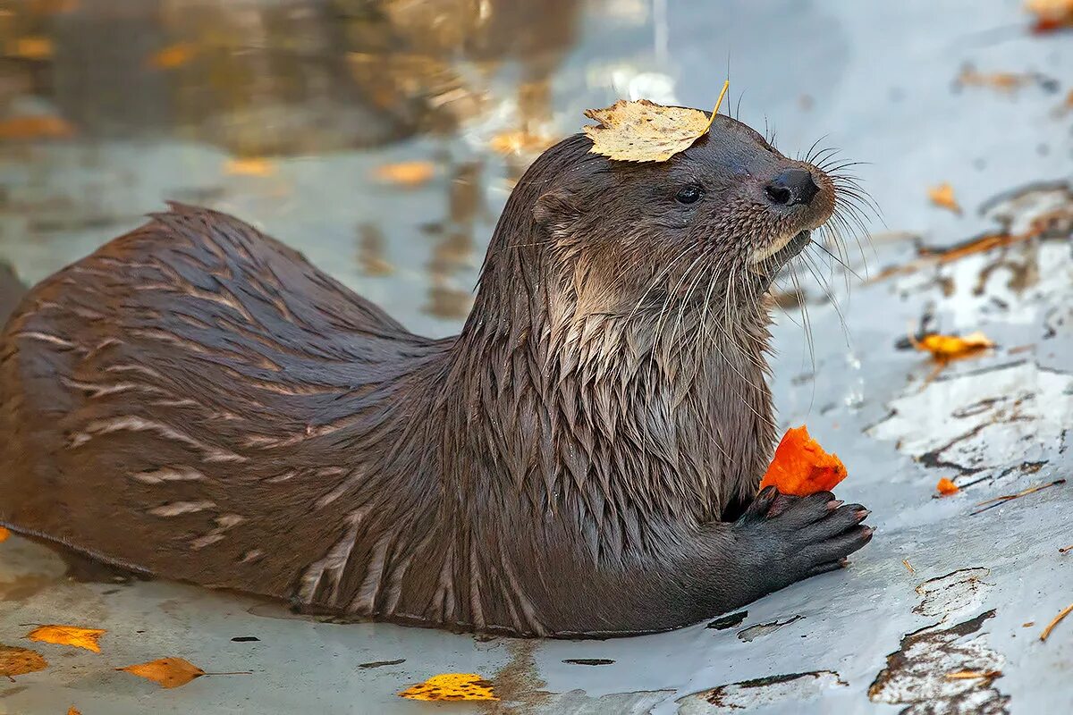 речная выдра красная. реки красной книги. речная выдра ленинградской области. выдра описание. красная книга урала выдра речная.