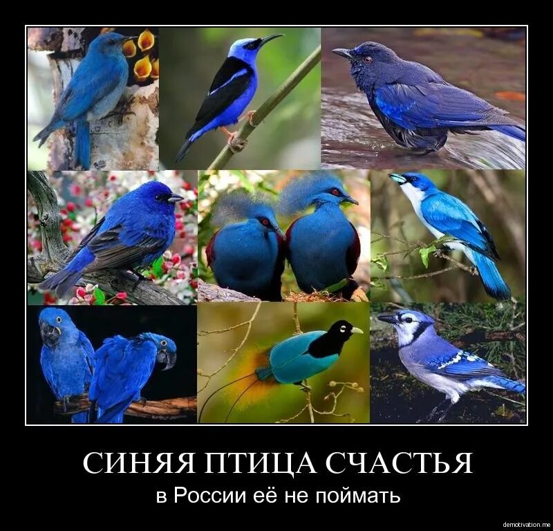 Зачем синий. Синий птыц. Синий птиц приношу счастье. Синяя птичка счастья. Синяя птица счастья юмор.