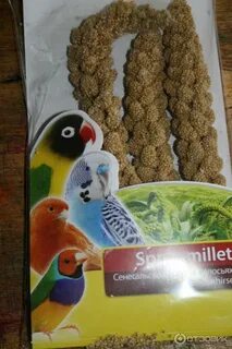 Сенегальское просо