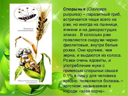 Основные пути борьбы с грибами паразитами растений
