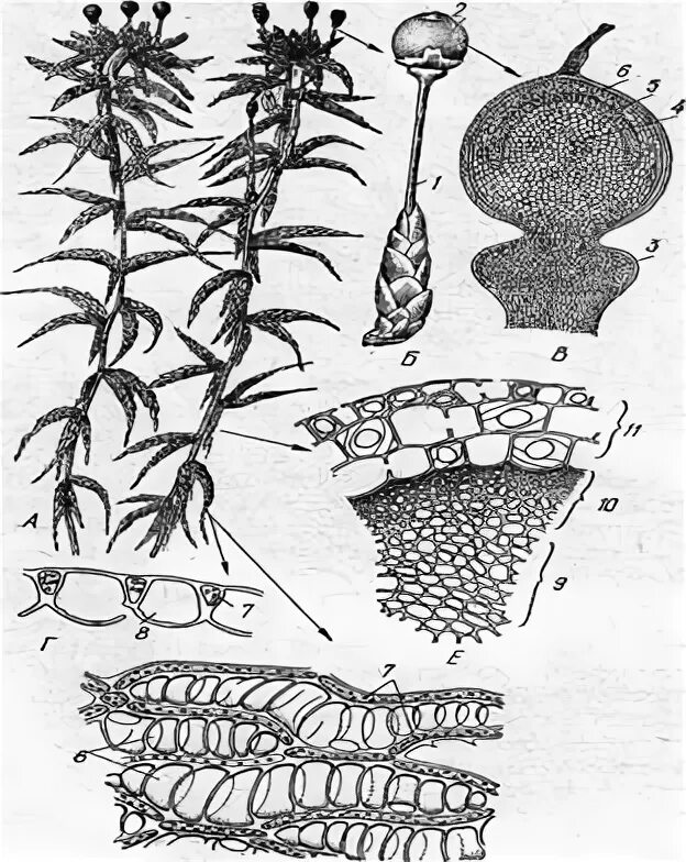 Строение гаметофита сфагнума. Спорогон сфагнума. Гаметофит мха сфагнума. Гаустория сфагнума. Ножка спорогона