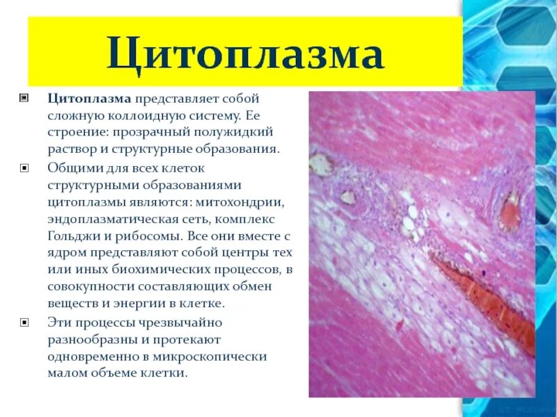 Внутреннее полужидкое содержимое клетки называется