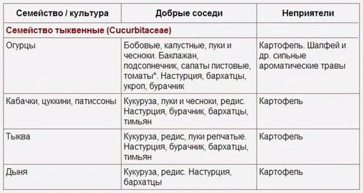 Таблица соседей на грядке. Соседи на грядке совместимость растений. Добрые соседи на грядке. Растения соседи на грядке таблица. Что можно посадить после кабачков