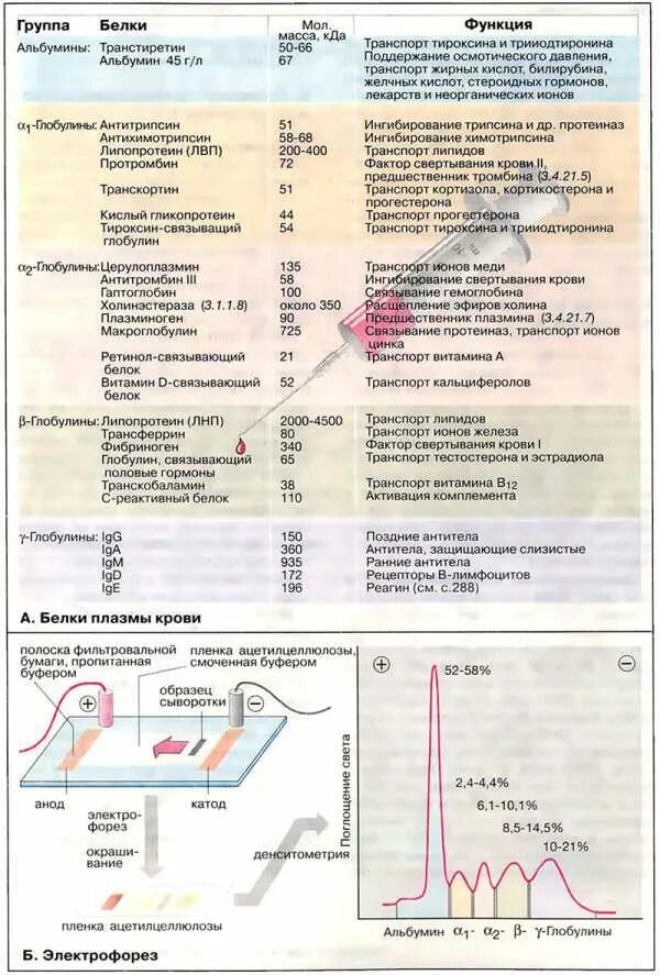 Белки плазмы определяют. Электрофорез белков плазмы. Преципитирующие белки плазмы крови. Белковые фракции плазмы крови и их функции.. Основные белковые фракции крови биохимия.